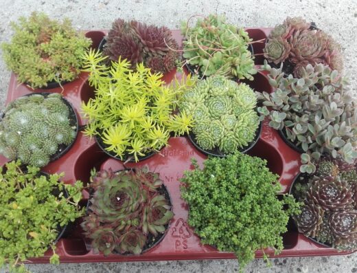 Drive-in Disco Moonriver