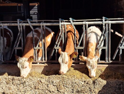 Evenementenlocatie Boerderij & Gasterij ’t Dommeltje