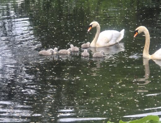 Midgetgolf Zuiderpark